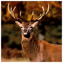 FRITZMANN - Zelltuchservietten - Hirsch