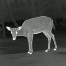PARD - Wärmebild-Monokular TA32 LRF - 25 mm Objektiv