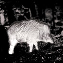 PARD - Wärmebild-Vorsatzgerät FT32