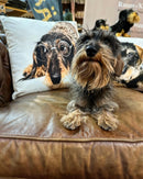 Kissen mit Dackel 50x35