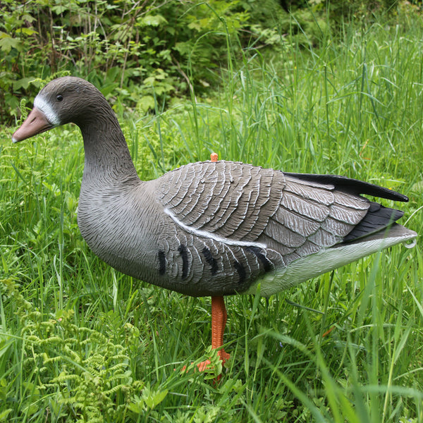 AKAH - Lockvogel Blässgans